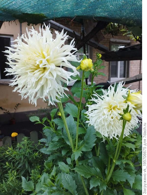 Георгин &amp;quot;Айс Кристалл&amp;quot;