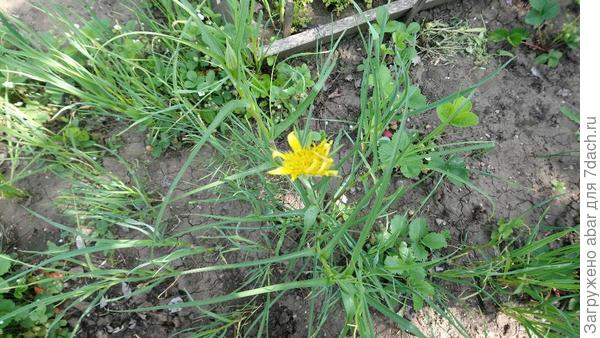 Еще раз растение1