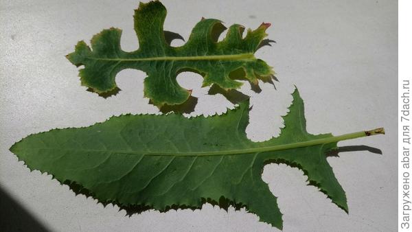 Латук сверху