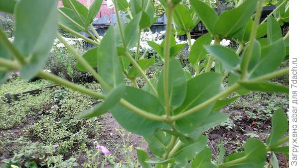 нижние листья