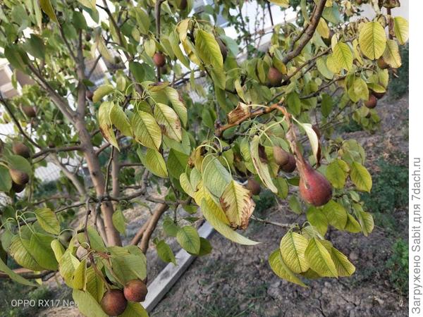 груша 2