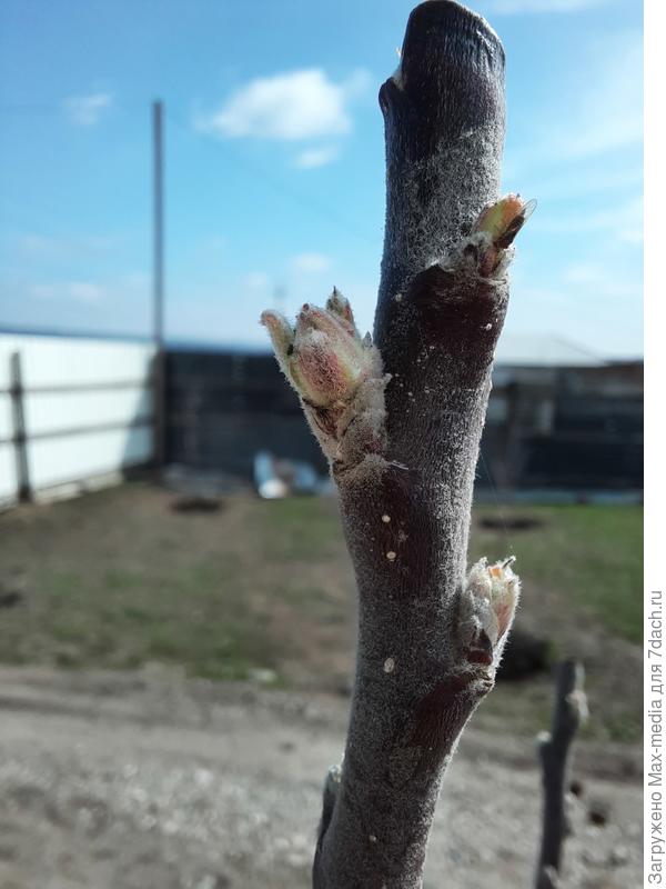 Плодовые почки?