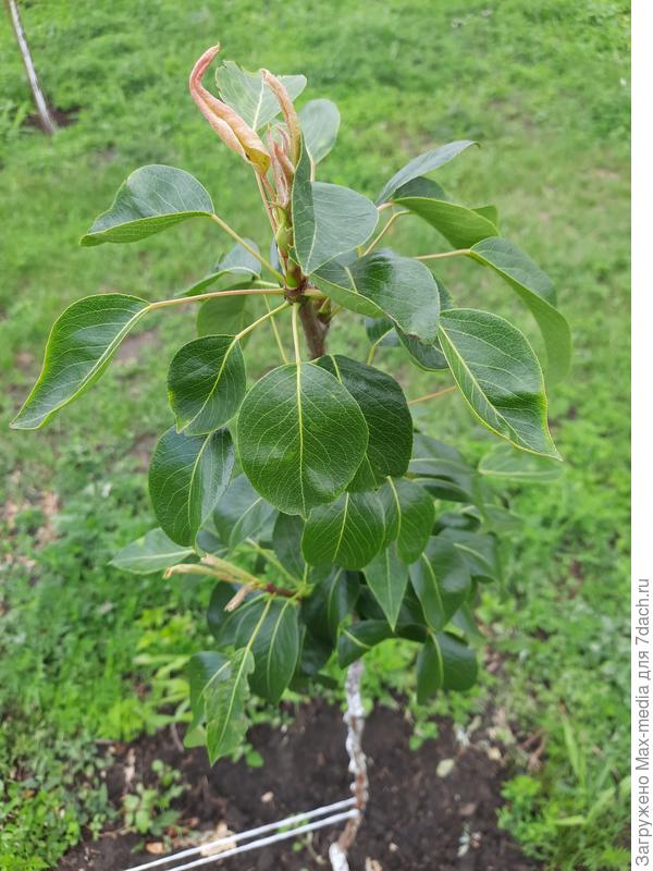 груша старкримсон