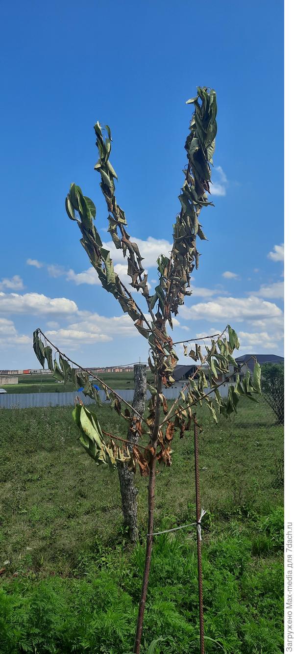 Что делать с ним ? От жары высыхат