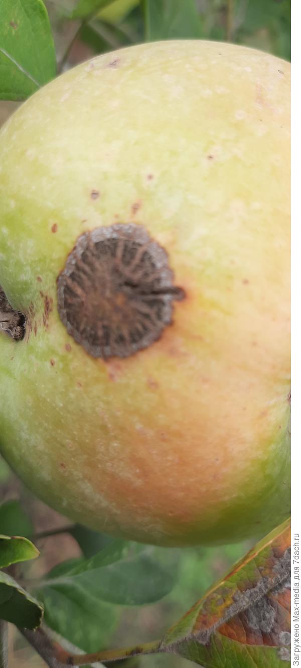 Парша на яблоне и груше: фото, описание, лечение