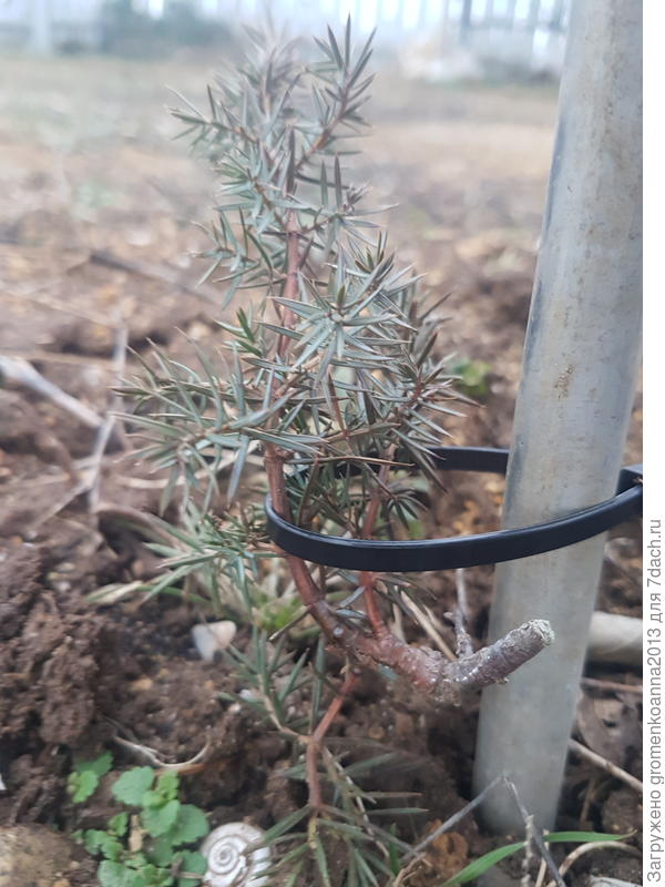 Я подняла ветку вверх