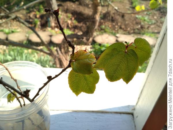 Сорванный с лианы.