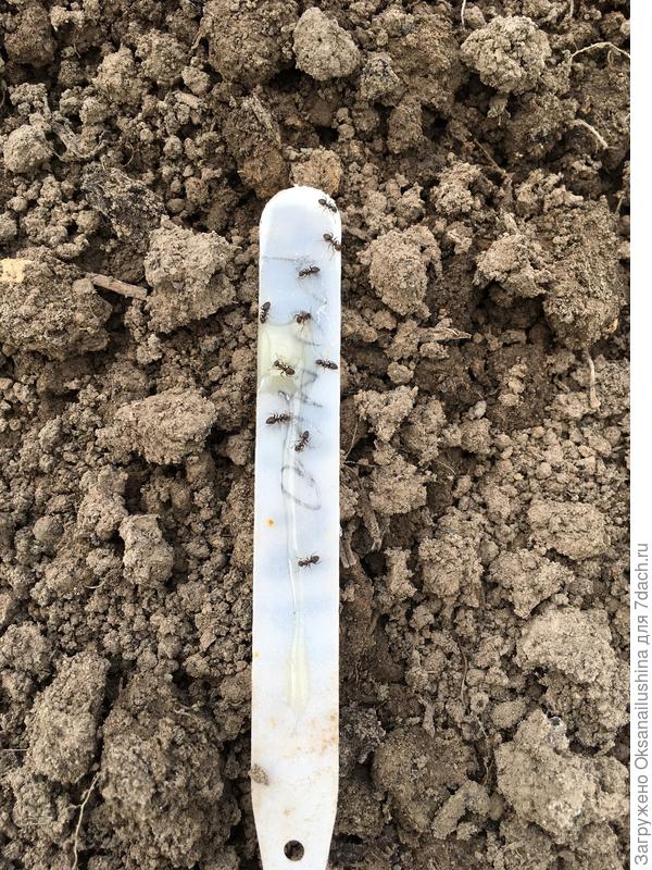 Фото автора, приманка работает сразу, налопаются сами и травят весь муравейник