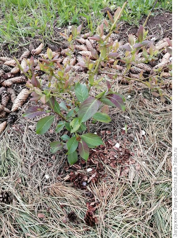 Этот кустик голубики развивается  намного активнее и  нареканий к эго внешнему виду нет.