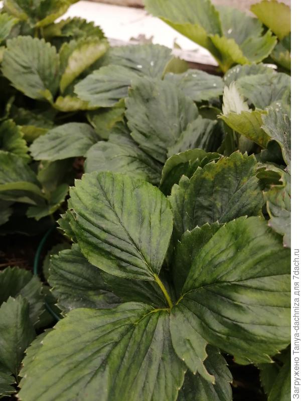 Неравномерность окраски листовых пластин сенью. Что это?