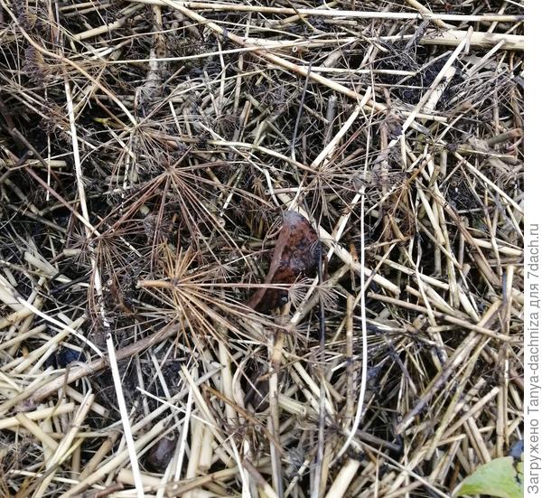 Растения, обладающие специфическим ароматом в мульче