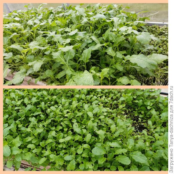 Дружные всходы горчицы