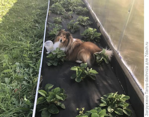В таком виде клубничная грядка у меня была всего один год. После я отказалась от использования чёрного спанбонда.