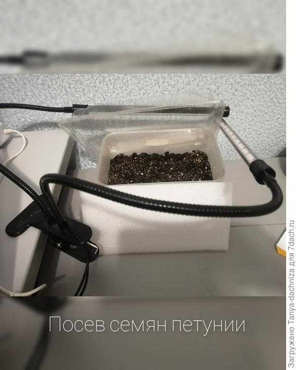 Посев и семян петунии