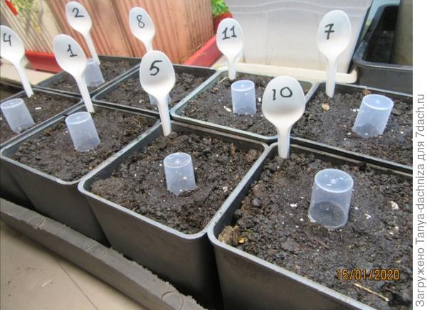 Вот этот нано-парничок для петуний от автора AndreyShapovalov - лайфхак для начинающих. Спасибо!