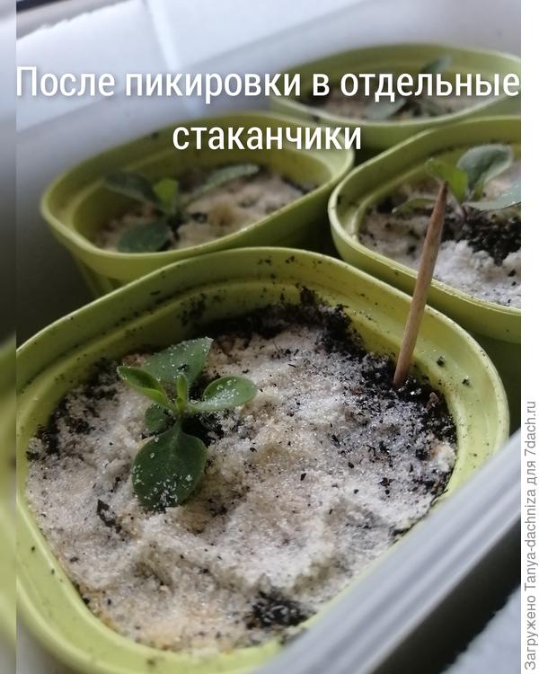 Петуния после пикировки по  отдельным домикам