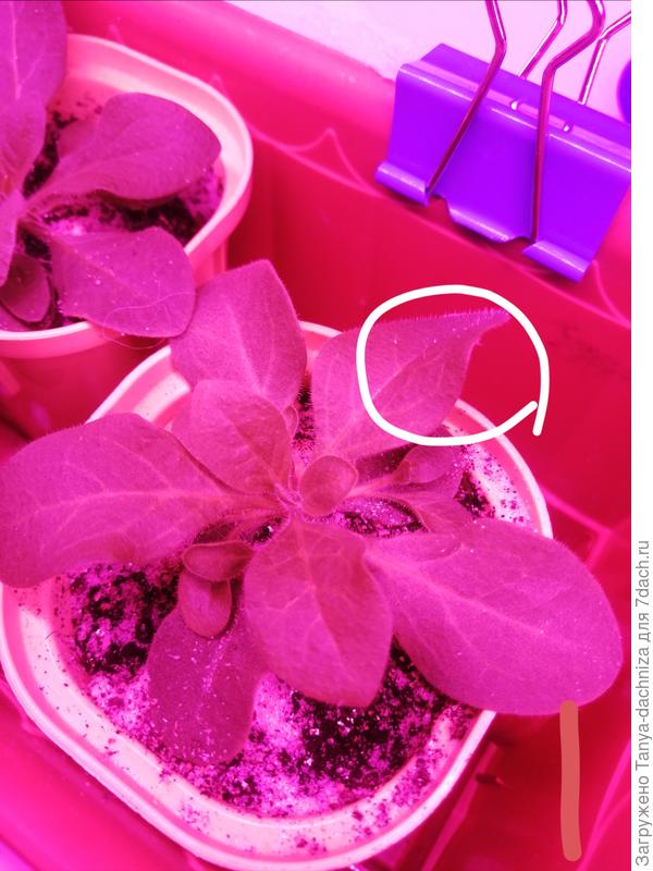 Белым цветом выделен листик, который изменил изначальную форму