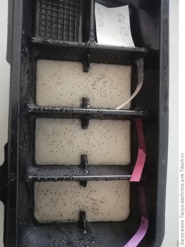 Вот в таком виде на влажном песке семена камнеломки проходят стратификацию.