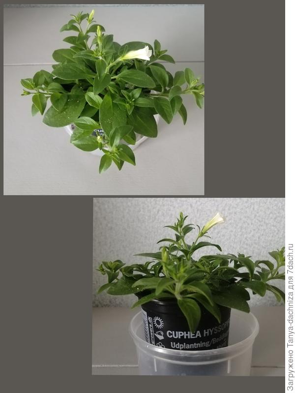 Эта  компактнее