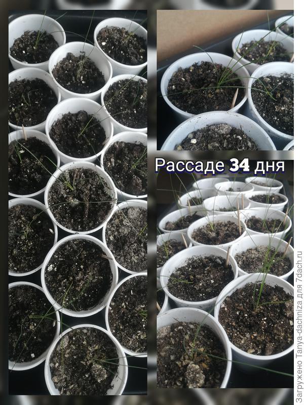 Рассада овсянницы сизой