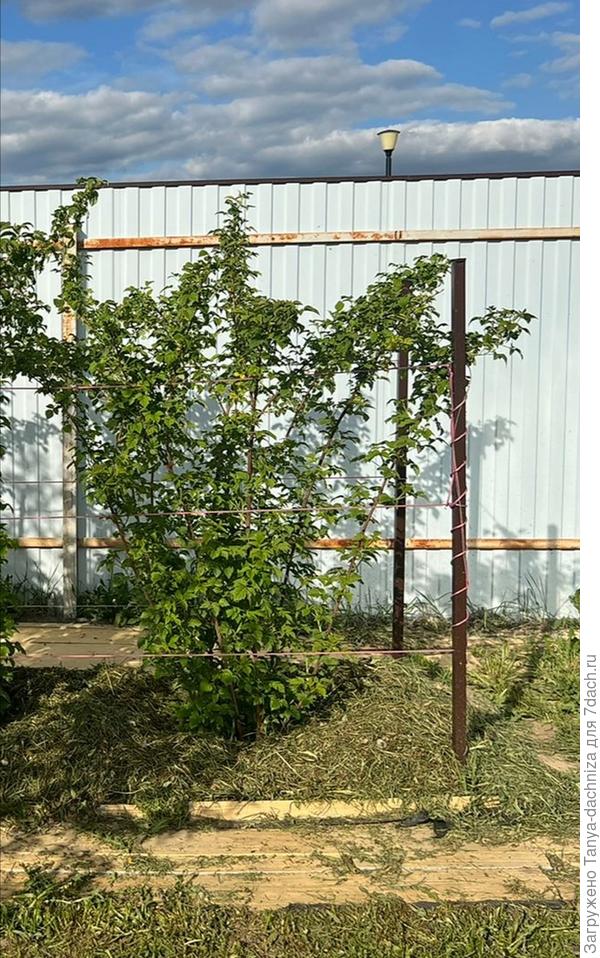 На фото часть малинника, где видны опоры для подвязки.  Очень удобно при борьбе с сорняками и порослью малины, уложенные вдоль посадки доски поверх плотного  спанбонда черного цвета.