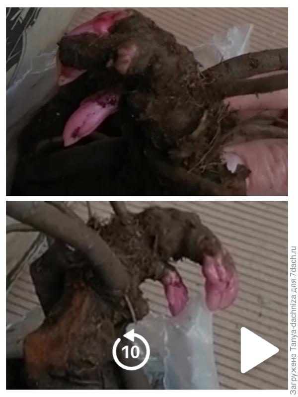 Корень пиона перед посадкой