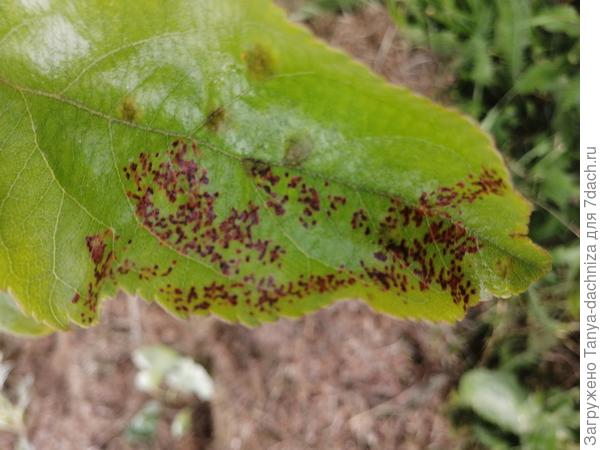 Точки на некоторых листьях