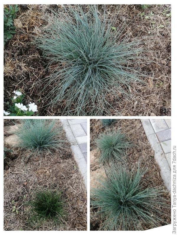 Куртинки овсянницы