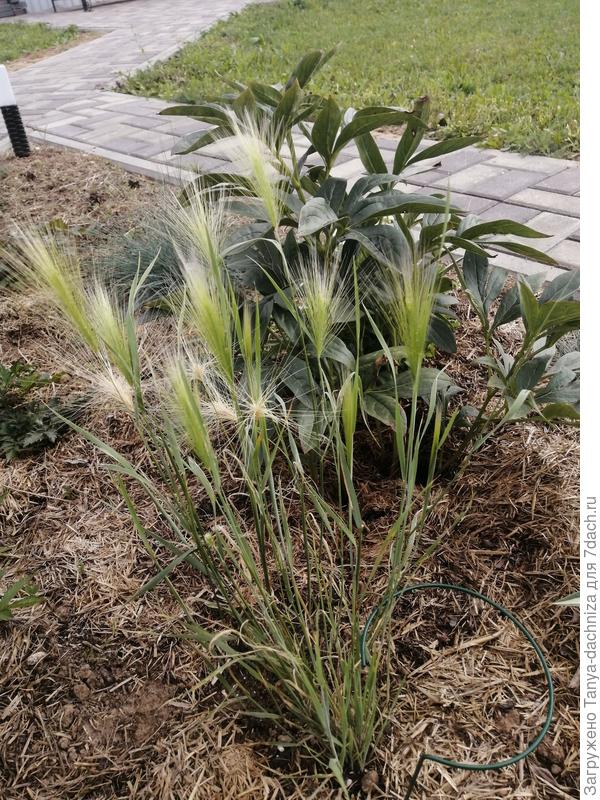 Саженец ячменя