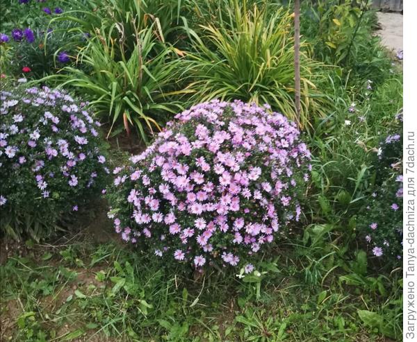 Тот же кустик  астры 16 сентября