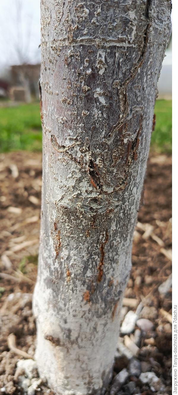 Поврежление коры