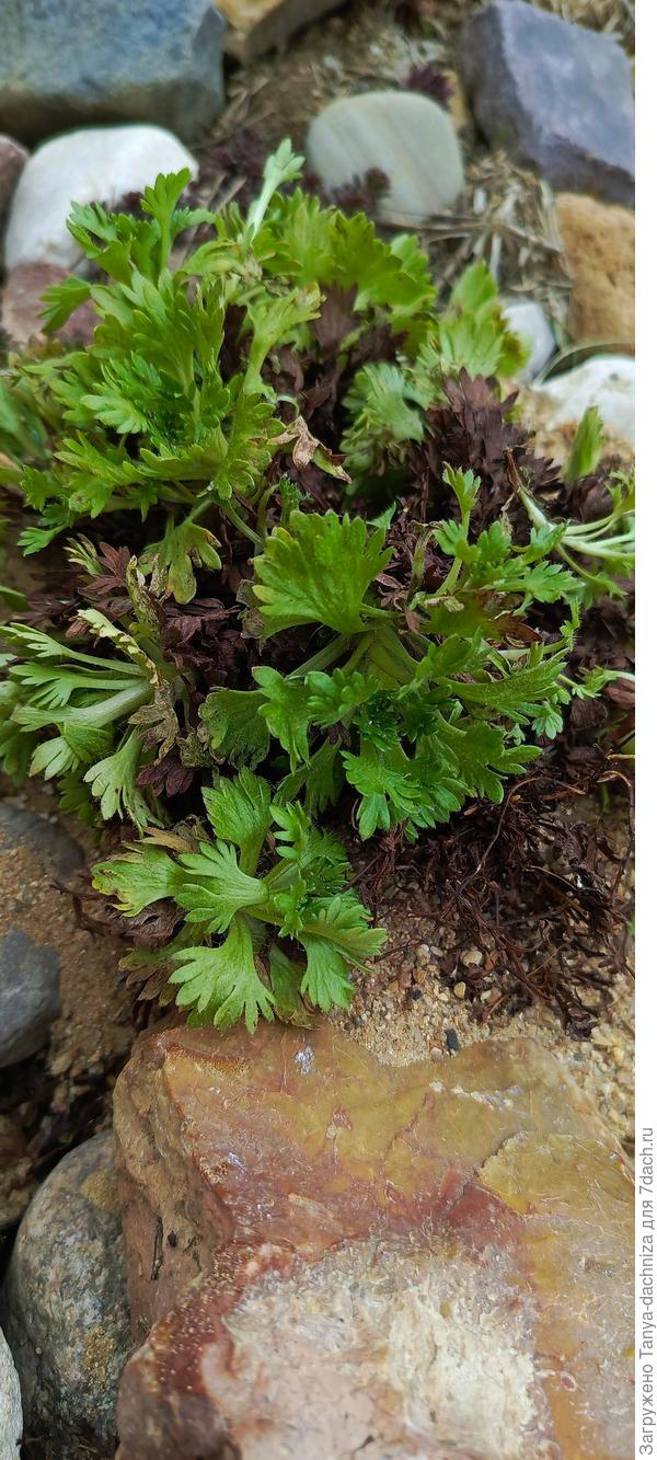 Камнеломка в саду