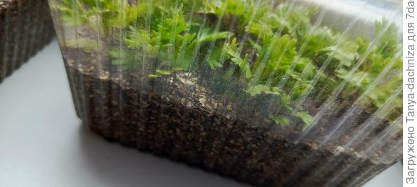 Черенки в вермикулите