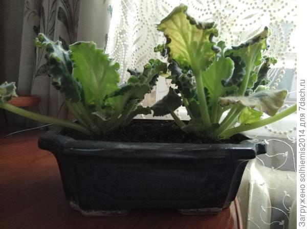 Высота без ножек 6см. Дренаж ~2см.