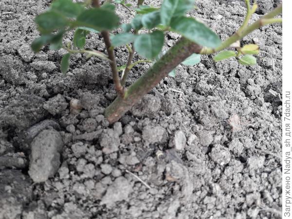 странный стволик