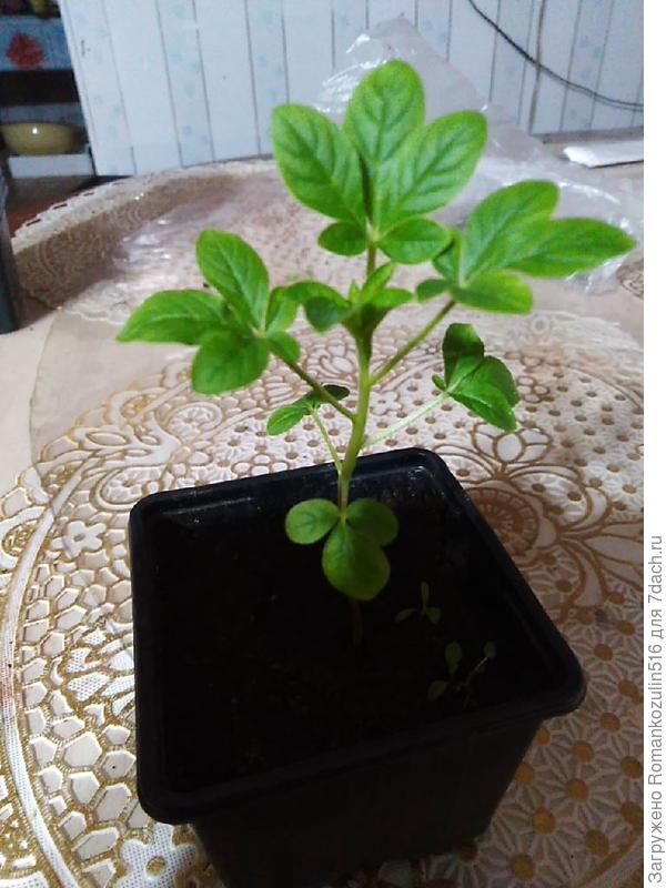 Как называется? Посадила семенами.