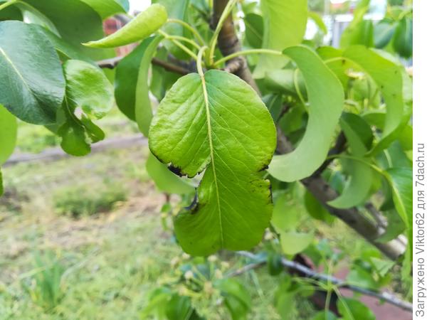У груши чернеют листья по краям: почему это происходит? - ответы экспертов7dach.ru
