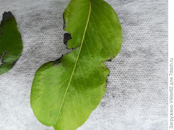 У груши чернеют листья по краям: почему это происходит? - ответы экспертов7dach.ru