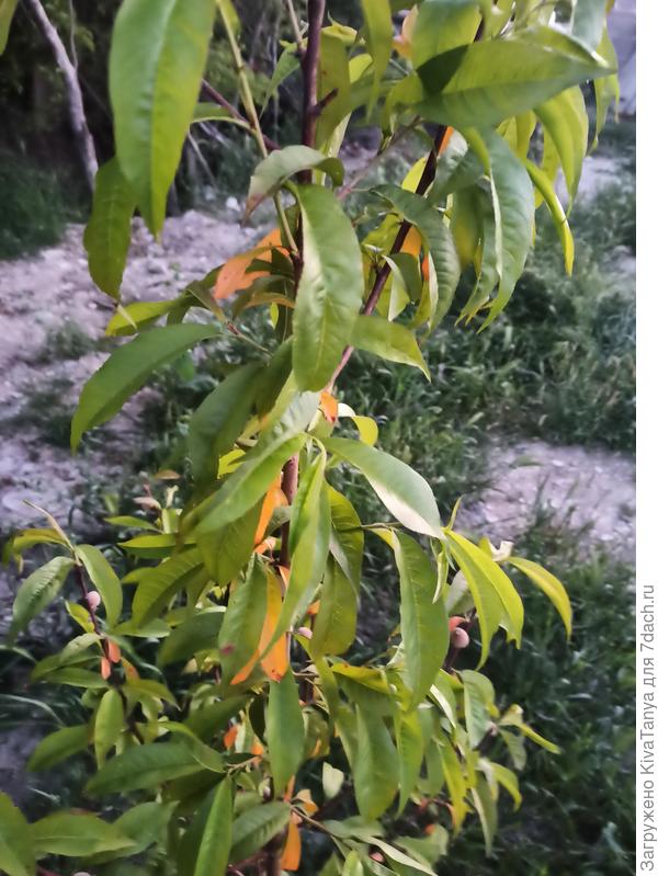 Листья Персика Фото