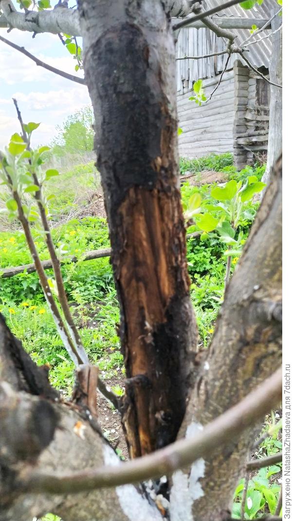 как помочь яблоне