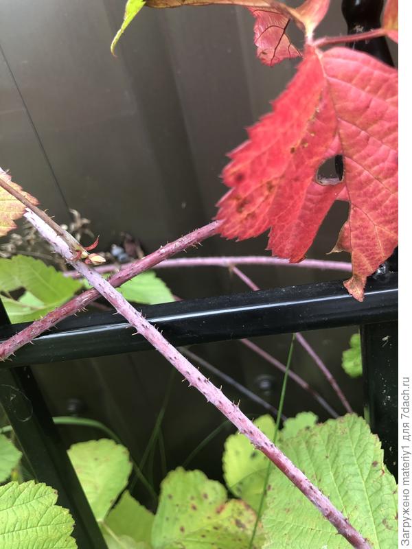 Шипы на стеблях