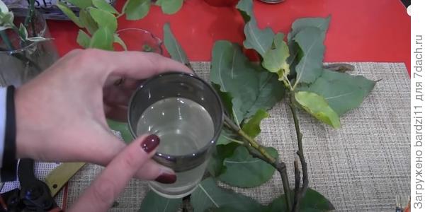 Ивовая вода