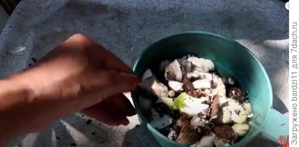 грибы  в воде