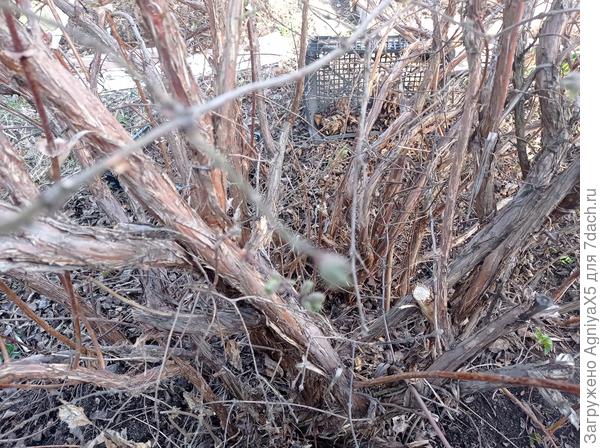 Вот такая куча мала