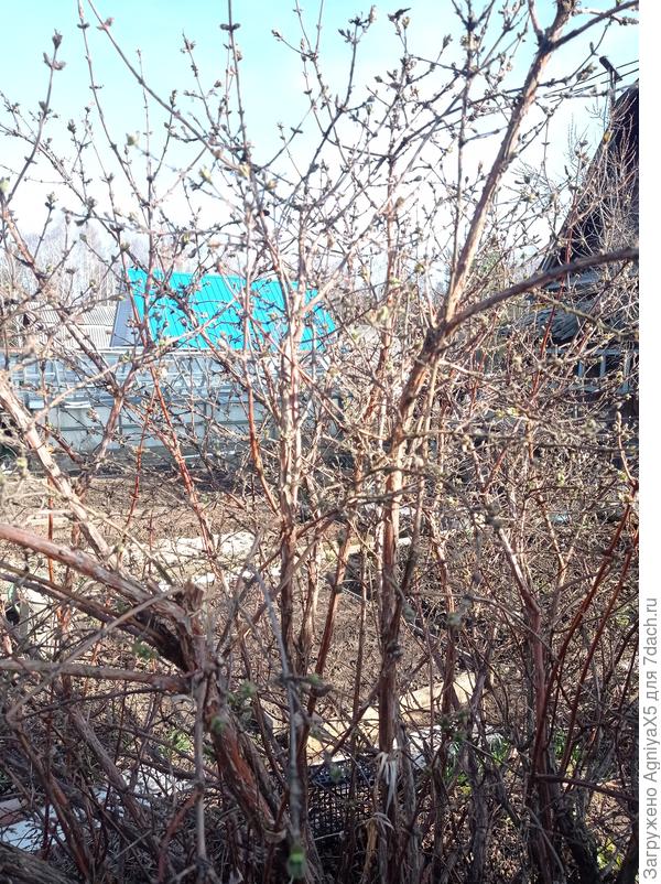 Верхушки 180 см примерно!