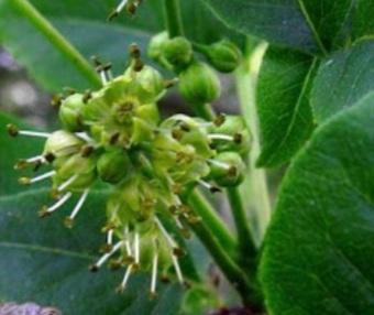 Цветение бархата амурского