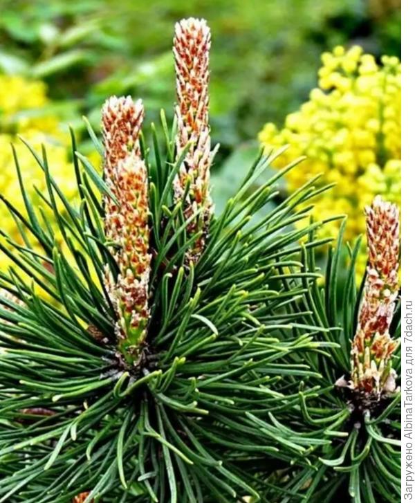 Молодые побеги сосны, норма