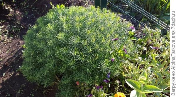 Вот такой кустик, 2 года - высаживала как у вас