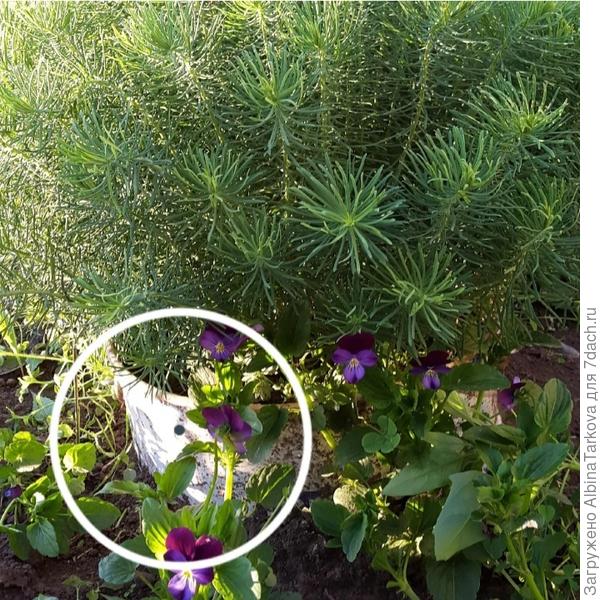 Чтобы не разрастался, можно посадить во вкопанное в землю ведро без дна