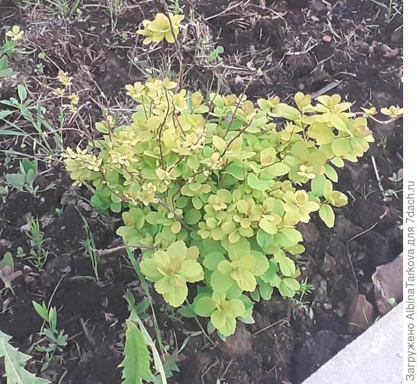 Моя спирея березолистная голден тор, прекрасно зимует в  Сибири